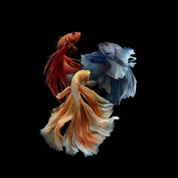 Meet your Posher, Maria - Picture 1 of 1